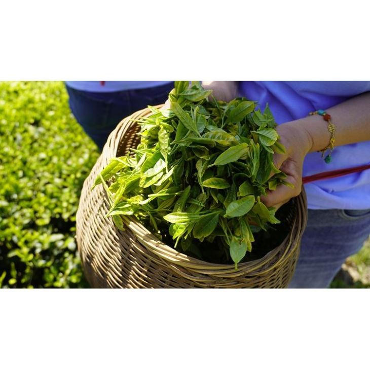 Chunmee Tea suppliers